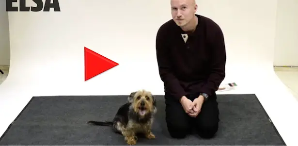Hundespecial – geniale Videos, mit Kindern anschauen!