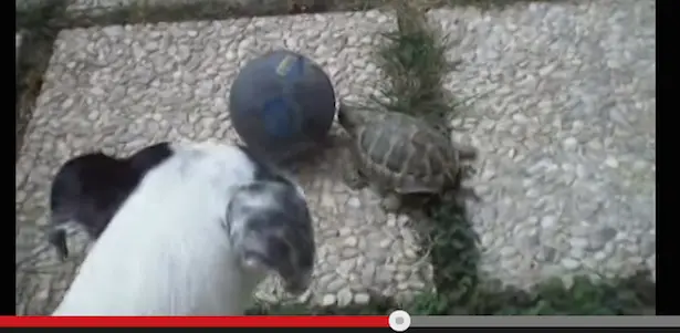 Mit Kindern anschauen: Schildkröte spielt Fußball