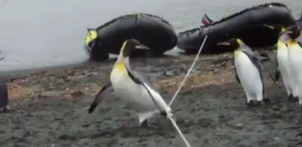 Mit Kindern anschauen – Wie Pinguine über einen gespannten Seil kommen