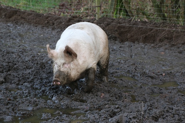 domestic-pig-1112535_640
