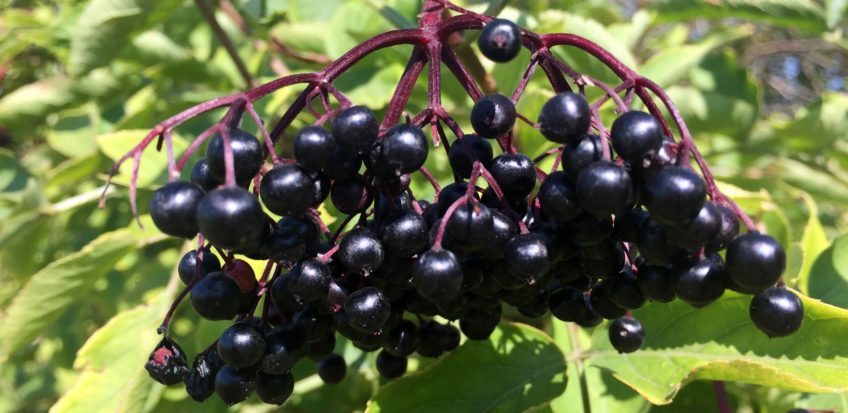 Sirup aus Holunderbeeren! Gesund, lecker und Freude für das ganze Jahr.