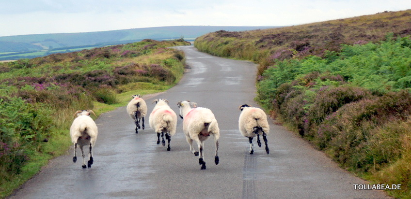 England mit Kindern – mehr als Schafe (Cornwall, Devon, Somerset)