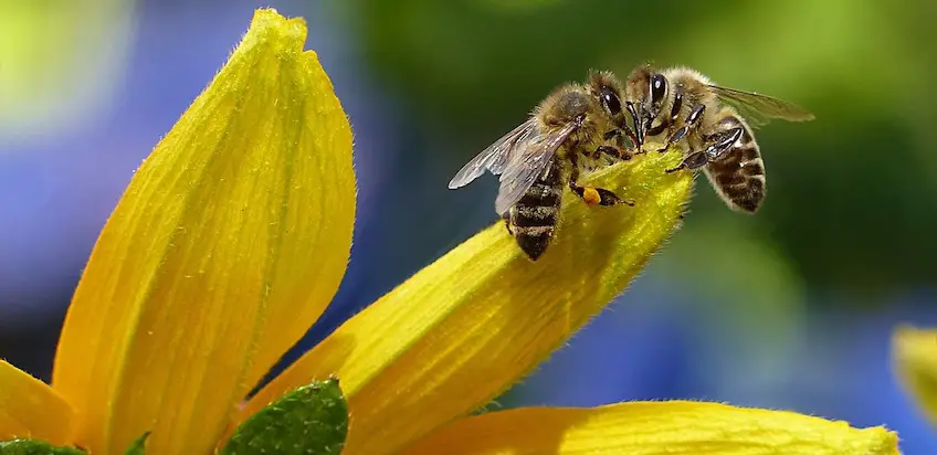 Ein Plädoyer für die Bienen – weil ohne sie einfach nix geht