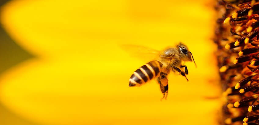 5 Dinge, die wir für die Bienen tun können – Gastbeitrag von Cally Stronk zum Weltbienentag