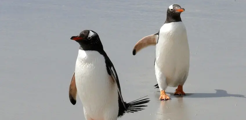„Per Anhalter durch die Antarktis“ – kennt ihr #ErfrischungsFilme?