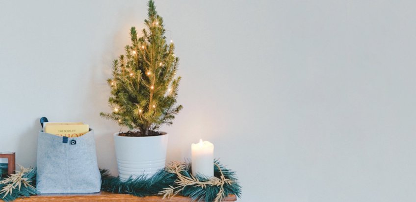 Alle Jahre wieder – Tipps für den Kauf von wirklich grünen und nachhaltigen Weihnachtsbäumen