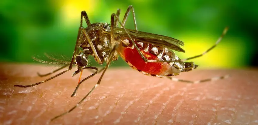 Warum manche Menschen absolute Mückenmagnete sind