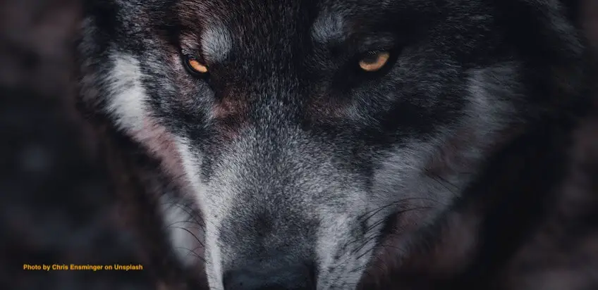 Feuer frei im Kopf: Herzlich Willkommen zur Wolfsshow!