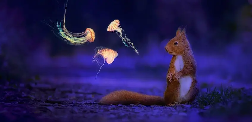 Über meine Eichhörnchen-Aufmerksamkeit – und was mir beim Fokussieren hilft